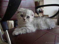 шикарный шотландский вислоухий котенок - Изображение #3, Объявление #675624