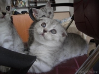 шикарный шотландский вислоухий котенок - Изображение #1, Объявление #675624