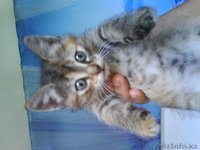 Отдам котят в хорошие руки. - Изображение #1, Объявление #684205