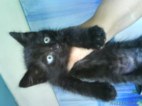 Отдам котят в хорошие руки. - Изображение #3, Объявление #684205