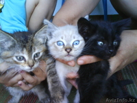 Отдам котят в хорошие руки. - Изображение #4, Объявление #684205