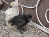 Продам цыплят от домашней курицы  несушки. - Изображение #1, Объявление #697110