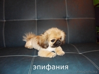стрижка собак декоративных пород - Изображение #10, Объявление #698134