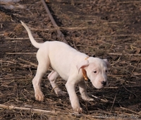 Щенки Аргентинского дога!!!  - Изображение #4, Объявление #686959