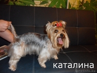 стрижка собак декоративных пород - Изображение #4, Объявление #698134