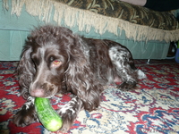 будущие охотники  и верные друзья. - Изображение #1, Объявление #676348