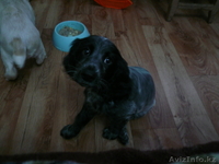 будущие охотники  и верные друзья. - Изображение #2, Объявление #676348