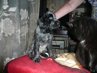 будущие охотники  и верные друзья. - Изображение #4, Объявление #676348