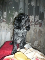 будущие охотники  и верные друзья. - Изображение #6, Объявление #676348