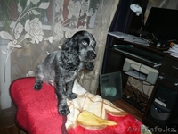 будущие охотники  и верные друзья. - Изображение #3, Объявление #676348