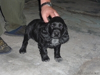 Продам щенка русского охотничьего спаниеля - Изображение #2, Объявление #684447