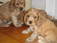 Продам щенков английский кокер спаниель - Изображение #4, Объявление #677300