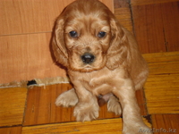 Продам щенков английский кокер спаниель - Изображение #1, Объявление #677300