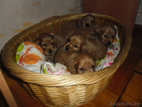 Продам щенков английский кокер спаниель - Изображение #3, Объявление #677300