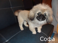 стрижка собак декоративных пород - Изображение #2, Объявление #698134