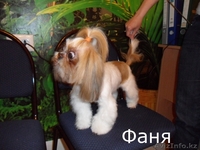 стрижка собак декоративных пород - Изображение #3, Объявление #698134