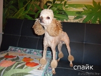 стрижка собак декоративных пород - Изображение #6, Объявление #698134