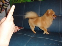 стрижка собак декоративных пород - Изображение #5, Объявление #698134