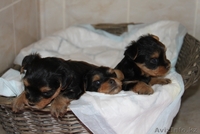 Йоркширский терьер, щенки от родителей-чемпионов  - Изображение #2, Объявление #707245
