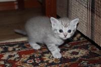 Котята скоттиш страйт - Изображение #1, Объявление #706247