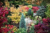 Профессиональный курс подготовки дизайнеров  ландшафта - Изображение #2, Объявление #722126