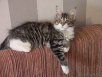 Котята мейн кун - Изображение #1, Объявление #711048