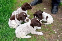 шенки дратхара от заслуженых чемпионов казахстана.награды.медали.кубки.грамоты   - Изображение #3, Объявление #719629