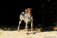 шенки дратхара от заслуженых чемпионов казахстана.награды.медали.кубки.грамоты   - Изображение #2, Объявление #719629
