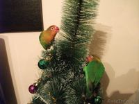 Красивая пара Неразлучников Фишера - Изображение #3, Объявление #726540