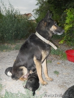 Отдам щенят в добрые руки - Изображение #2, Объявление #484286