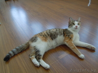 Ищу хорошую хозяйку (хозяина) для трехцветной кошечки Милы - Изображение #1, Объявление #718606