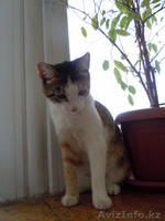 Ищу хорошую хозяйку (хозяина) для трехцветной кошечки Милы - Изображение #2, Объявление #718606