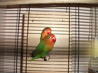 Красивая пара Неразлучников Фишера - Изображение #5, Объявление #726540