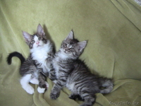 Котята мейн кун - Изображение #5, Объявление #711048