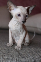 срочно, не дорого - продаем котят сфинксов - Изображение #3, Объявление #710973