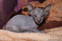 срочно, не дорого - продаем котят сфинксов - Изображение #5, Объявление #710973