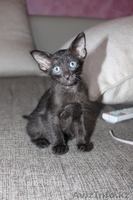 срочно, не дорого - продаем котят сфинксов - Изображение #4, Объявление #710973