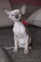 срочно, не дорого - продаем котят сфинксов - Изображение #2, Объявление #710973