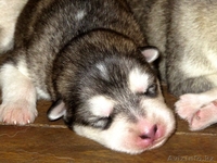 Продам щенков аляскинского  маламута - Изображение #2, Объявление #704091