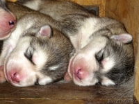 Продам щенков аляскинского  маламута - Изображение #3, Объявление #704091