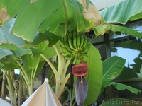 В ТУРЦИИ НОВЫЙ ИНВЕСТИЦИОННЫЙ ПРОЕКТ - Изображение #8, Объявление #727276