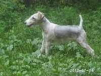 продам щенков фокс терьера - Изображение #1, Объявление #579948