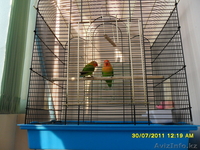 Красивая пара Неразлучников Фишера - Изображение #2, Объявление #726540