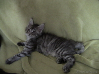 Котята мейн кун - Изображение #7, Объявление #711048