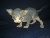 Продам канадиков - Изображение #1, Объявление #738443