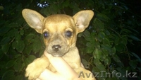 щенки той терьера - Изображение #2, Объявление #738770