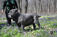 елитные щенки мастино наполетано - Изображение #4, Объявление #741153