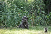 елитные щенки мастино наполетано - Изображение #1, Объявление #741153