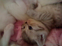 Вислоухие и прямоухие котята - Изображение #1, Объявление #739324