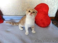 Продам шотланского вислоухого котёнка, цена договорная - Изображение #2, Объявление #736175